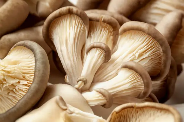 Photo of Bunch of fresh Oyster mushrooms closeup. Vegetarian food, healthy mushroom close up