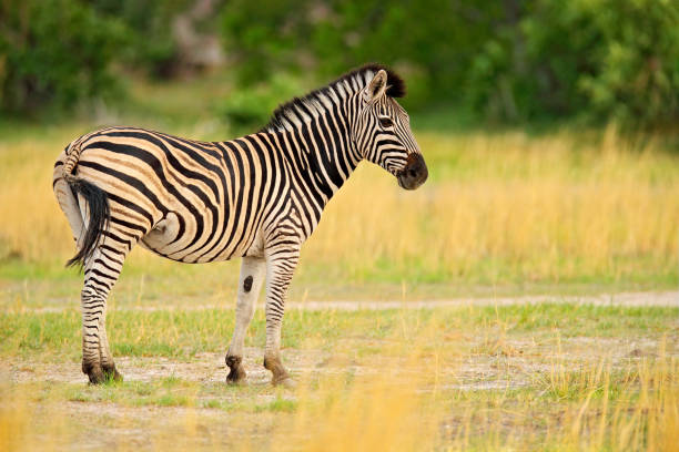 zebra con erba dorata gialla. zebra di burchell, equus quagga burchellii, nxai pan national park, botswana, africa. animale selvatico sul prato verde. natura della fauna selvatica durante il safari africano. - burchellii foto e immagini stock