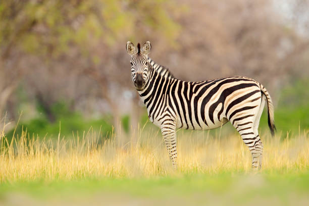 зебра с желтой золотой травой. зебра берчелла, equus quagga burchellii, национальный парк нсай пан, ботсвана, африка. дикое животное на зеленом лугу. ди� - burchellii стоковые фото и изображения
