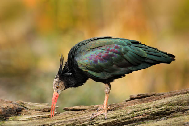 Bald Ibis, Geronticus eremita, exotic bird in the nature habitat, evening sun light, during sunset, Morocco. Northern Ibis sitting on the branch, rock mountain in the background.