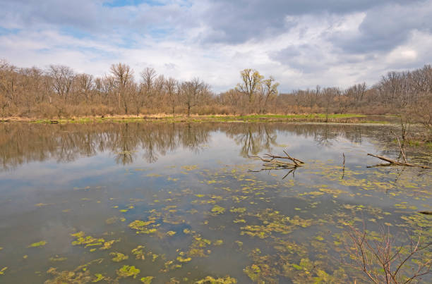 istock Early Spring on a Wetland Pond 1282365106