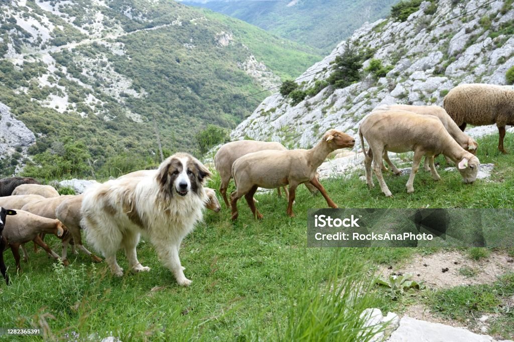 The patou Le Patou or the Pyrenean Mountain Dog is a large breed of dog used as a livestock guardian dog. This image was taken in the Parc Naturel des Préalpes d'Azur, in the south-est of France, near the town of Grasse, in 2020. Pyrenean Mountain Dog Stock Photo