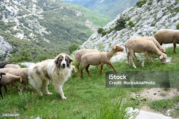 The Patou Stock Photo - Download Image Now - Pyrenean Mountain Dog, European Alps, Dog