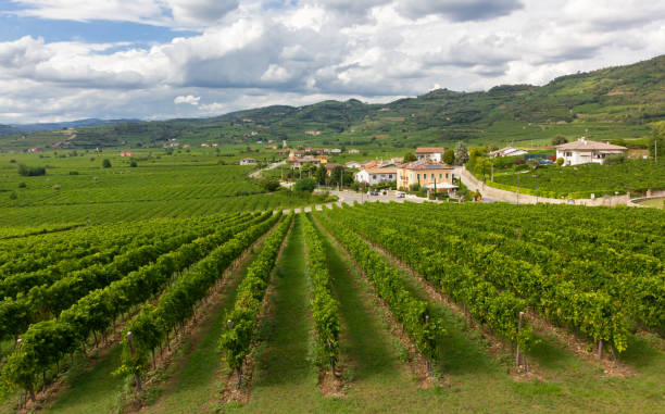 виноградник пейзаж в соаве - soave стоковые фото и изображения