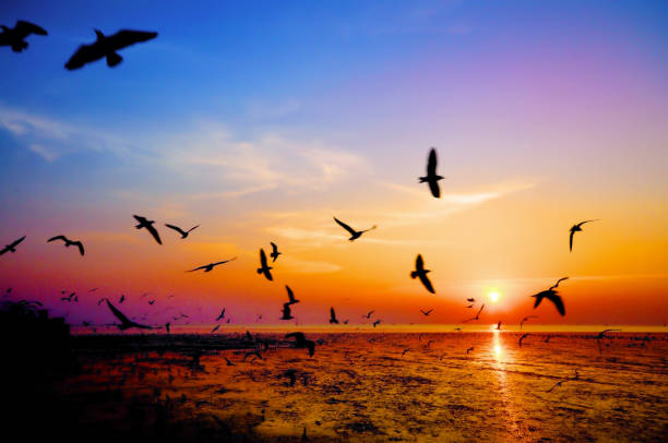 istock A herd of seagulls and  the sun set 1282365516