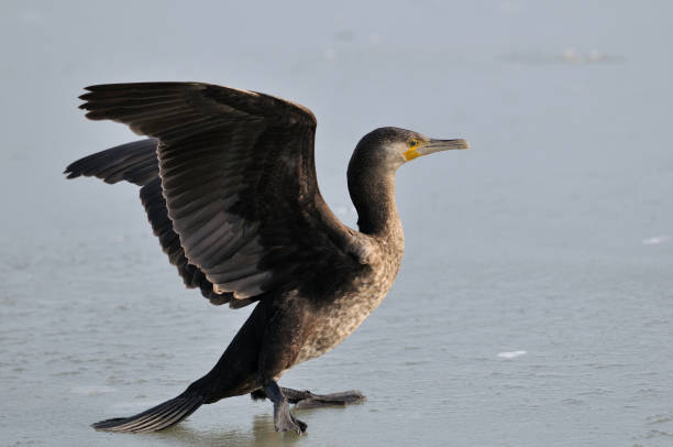 grande cormorano sul ghiaccio (phalacrocorax carbo) - great black cormorant foto e immagini stock