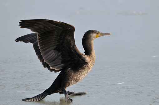 Great cormorant on ice (Phalacrocorax carbo)