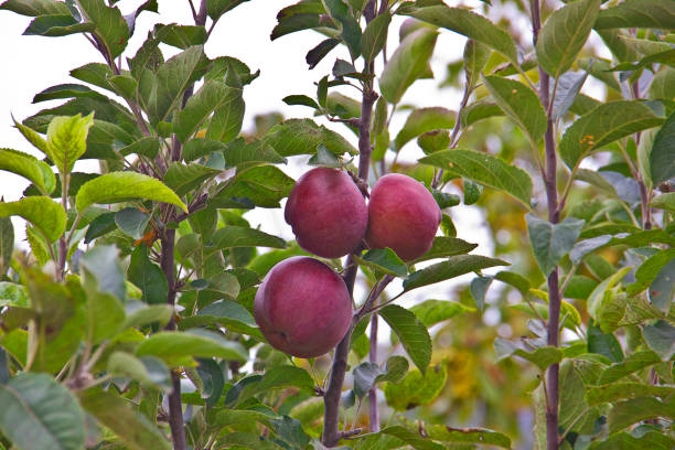 A close up of red apples growing in çubuk lake göynük bolu city turkey