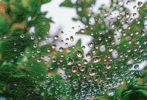 The spider web (cobweb) closeup background.