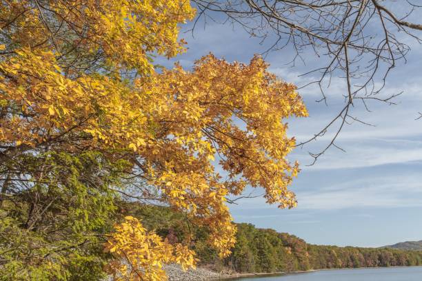 istock Colorful Yellow Tree And Blue Lake 1282369008
