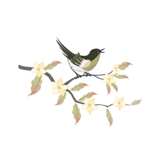 Nightingale bird with magnolia branch in oriental style isolated on a white background Nightingale bird with magnolia branch in oriental style isolated on a white background. Vector illustration nightingale stock illustrations