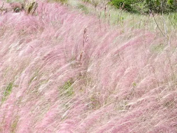 Muhly Grass is commonly known as the Hairawn Muhly.