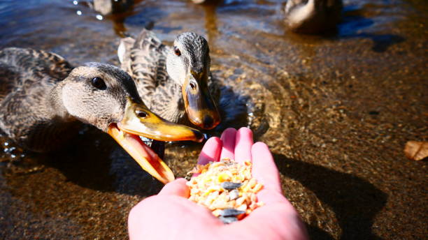 istock Female mallard ducks feeds in hand and one with open beak 1282369141
