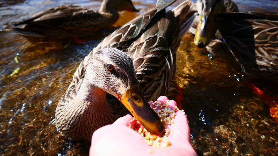 Close-up duck that feeds on seeds in the hand