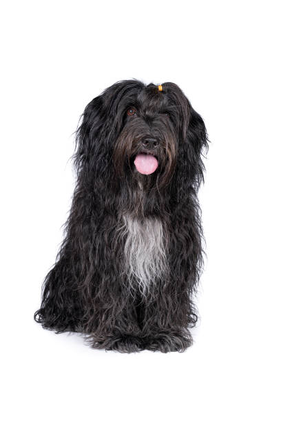 istock Schapendoes or Dutch Sheepdog isolated on a white background 1282370107