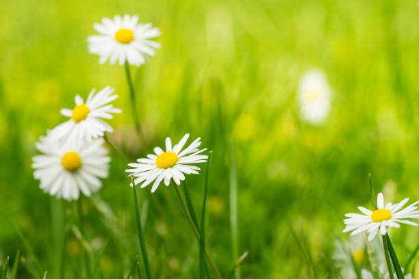 istock Small daisies with a green grass bokeh background 1282370472
