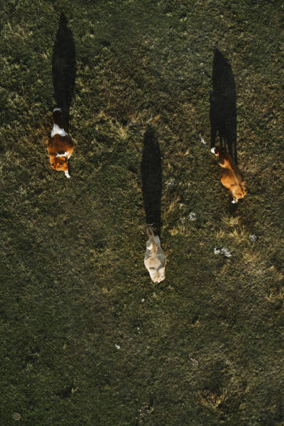 istock Three cows grazing on pastureland meadow and casting shadow on the grass field 1282371649