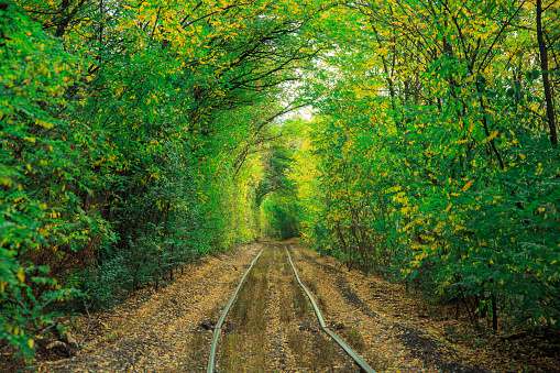 Railroad tracks in yellow leaves among trees