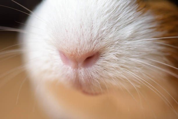 Muzzle of a guinea pig in close-up