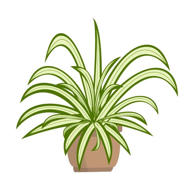 Chlorophytum Chlorophytum or spider plant on white background. Home plant in pot. Vector cartoon illustration chlorophytum comosum stock illustrations