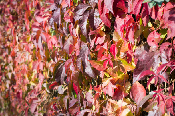 istock Wall of rusty autumn leaves 1282375538