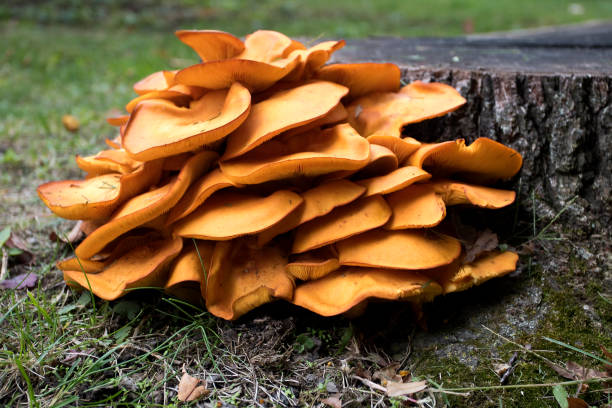 veleni omphalotus olearius, jack o ' fungo lanterna - mushroom toadstool moss autumn foto e immagini stock