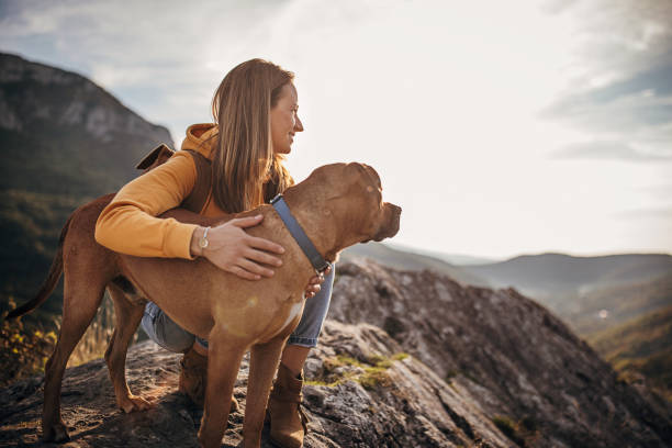 mulher caminhante com seu cão no pico da montanha - dog pets stroking women - fotografias e filmes do acervo