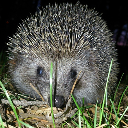 hedgehog in the grass, photo taken at night