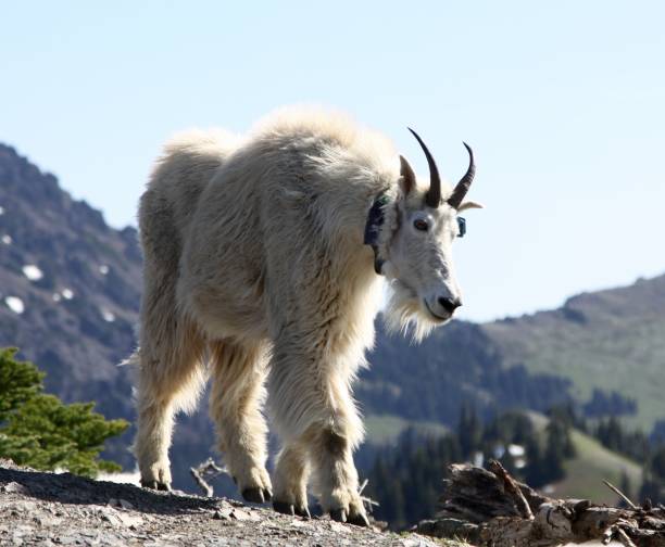 istock Mountain Goat In Olympic National Park 1282376542