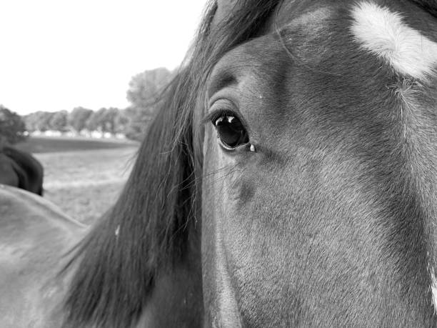 istock Horses in black and white 1282376616
