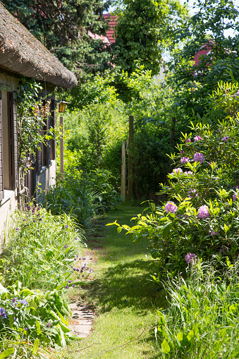 Footpath between cottage and plants in the garden