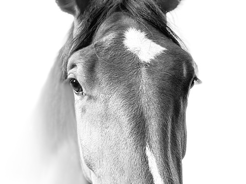 Horses in close up in black and white with white background