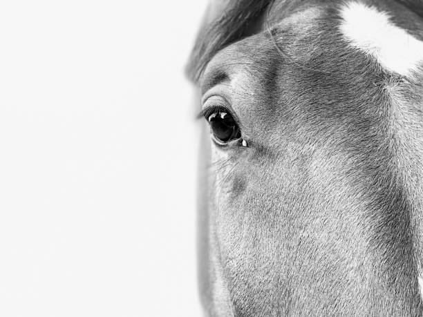 istock Horses in black and white 1282376699
