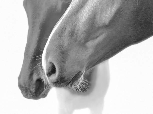 istock Horses in black and white 1282376703