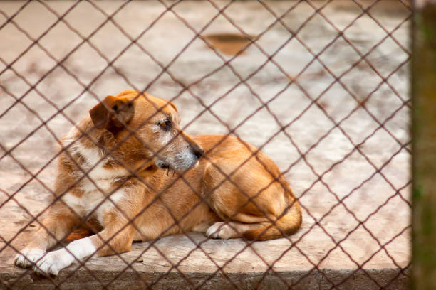 istock Old dog behind fence 1282377700