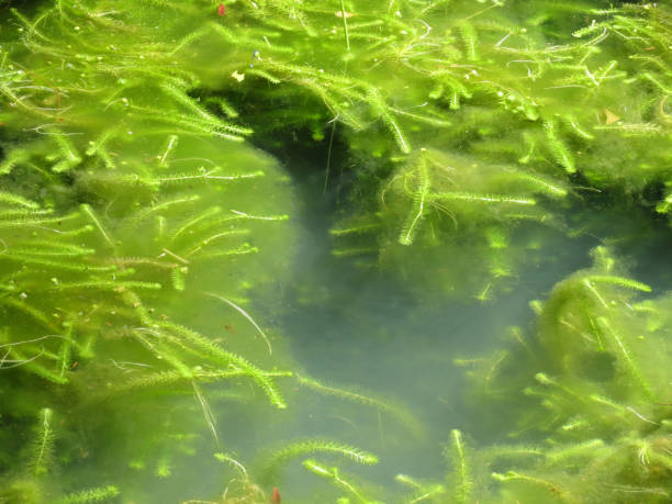istock Small and delicate water plant 1282378808