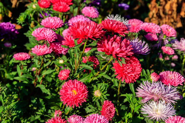 asters multicolores sur le lit de fleur dans le jardin - 2546 photos et images de collection