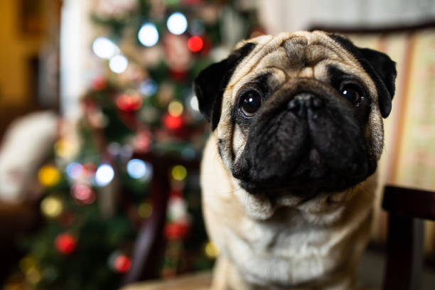 Studio portrait of a cute, tan coloured grumpy Pug who is looking forlornly out of the picture pulling a sad face Photographed against a perfect white background. Colour, vertical with lots copy space.