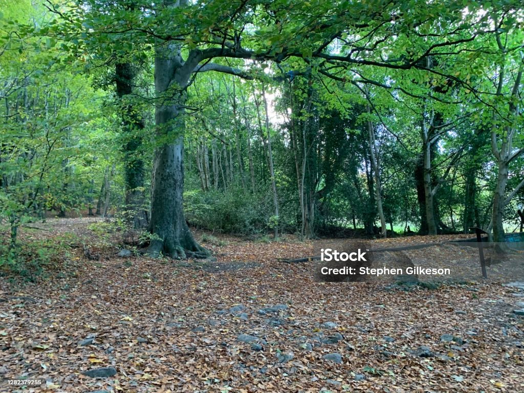 Forest Donard Park Newcastle County Down Donard Park Newcastle Northern Ireland Agricultural Field Stock Photo