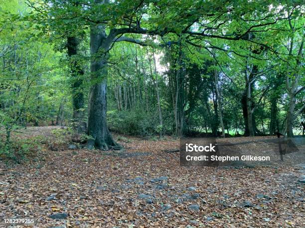 Forest Donard Park Newcastle County Down Stock Photo - Download Image Now - Agricultural Field, Beauty, Beauty In Nature