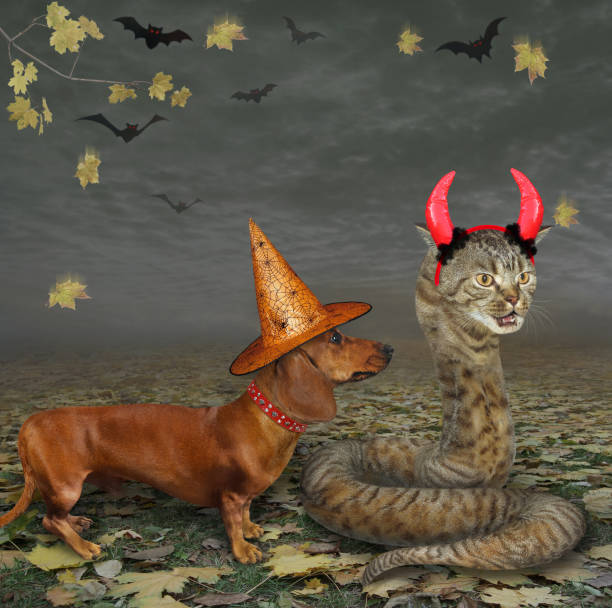 istock Cat snake with dachshund in wood 1282379297