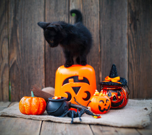 istock Halloween pumpkin and black cat on wooden background 1282379340