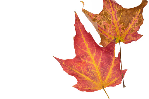 Maple leaves that have changed colors in autumn.  Isolated on white background. copy space.