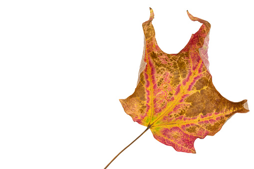 A maple leaf that has changed colors in autumn.  Isolated on white background. copy space.