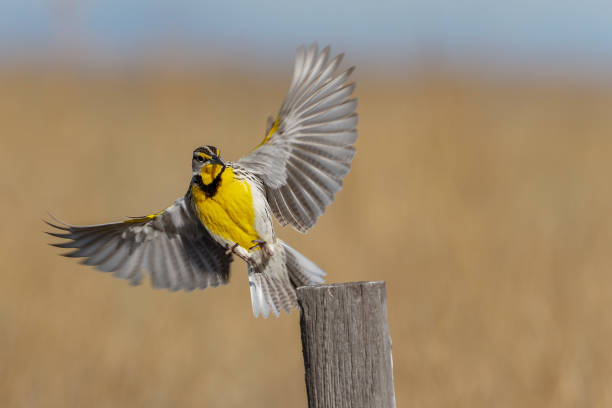 Western meadowlark (Sturnella neglecta) A western meadowlark alights on a fence post in Wyoming. lark stock pictures, royalty-free photos & images