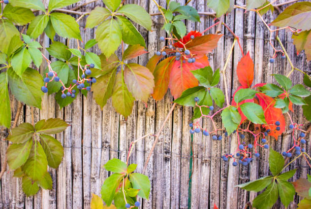 istock Autumn different colored leaf, texture background. Free copy space. Concept of natural colors and relax. Frontal view 1282383237