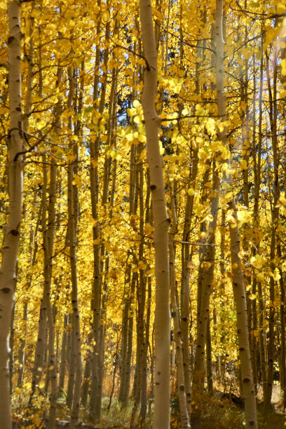 istock Glowing golden aspens in fall 1282386380