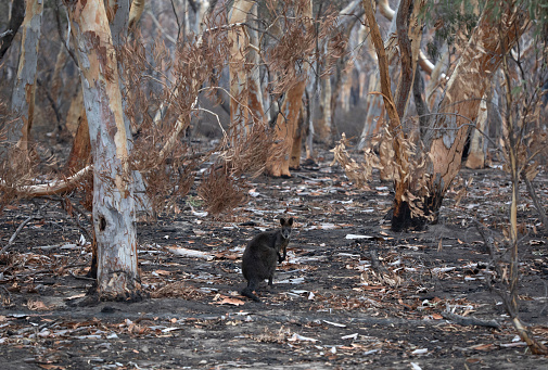 Surviving wildlife during Australian wildfires
