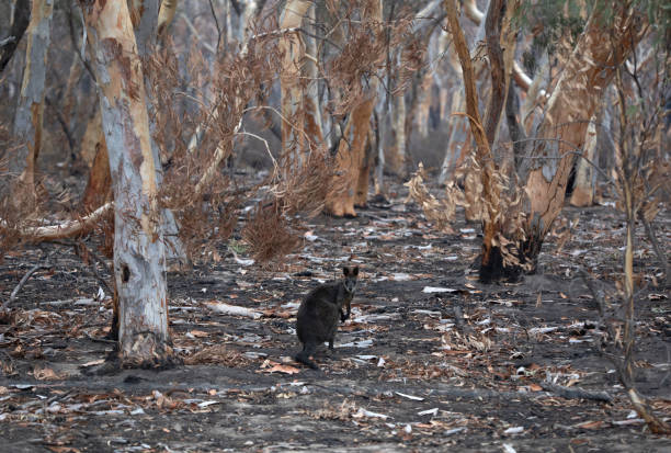 Surviving wildlife during Australian wildfires Surviving wildlife during Australian wildfires habitat destruction stock pictures, royalty-free photos & images