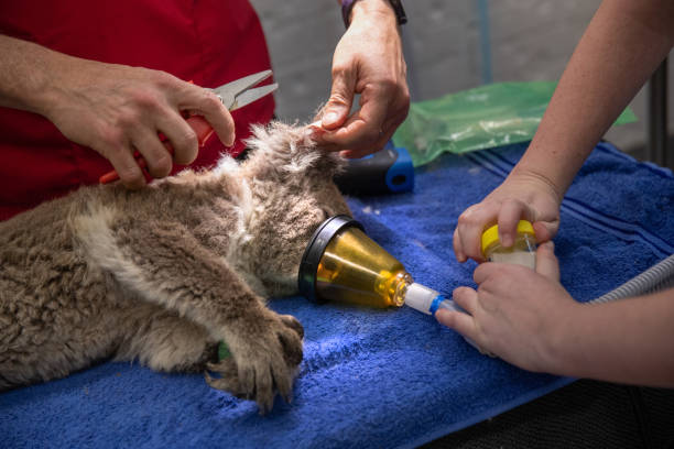 koala aus einem australischen waldbrand gerettet - artenschutz stock-fotos und bilder